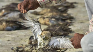 Паника в Индия: Над 10 000  вече са мъртвите  птици