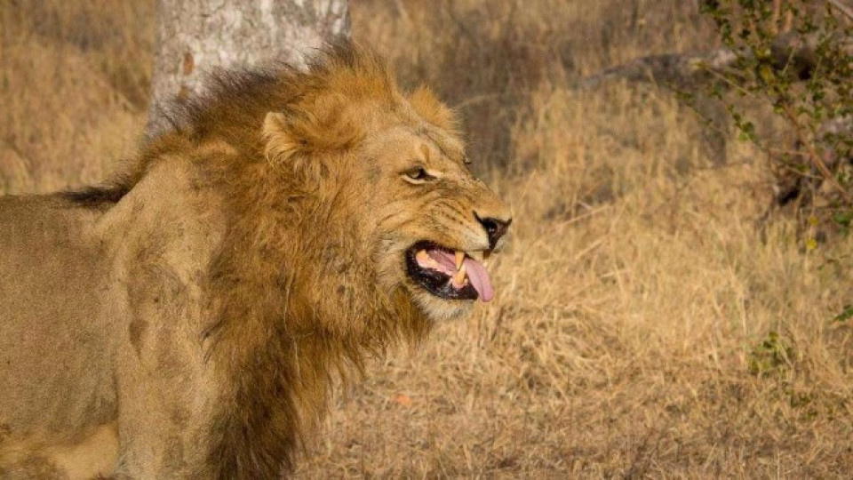 Преместиха в зоопарк лъв, охранявал частен дом | StandartNews.com