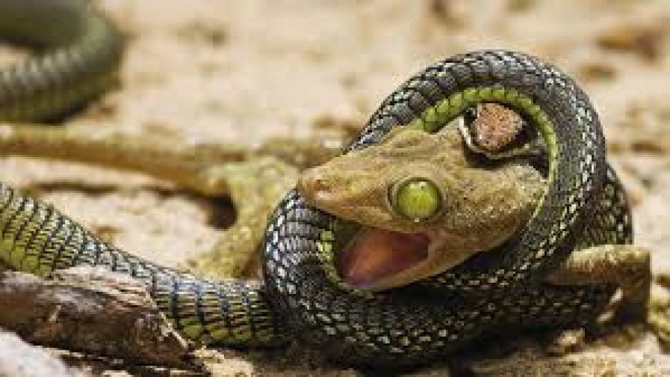 Учени доказаха кога  змията е имала крака | StandartNews.com