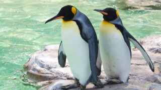 Пингвини откраднаха яйцето на съседите си