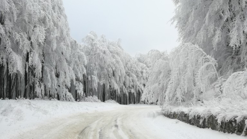 Единодушие - зимата ще бъде много мека | StandartNews.com