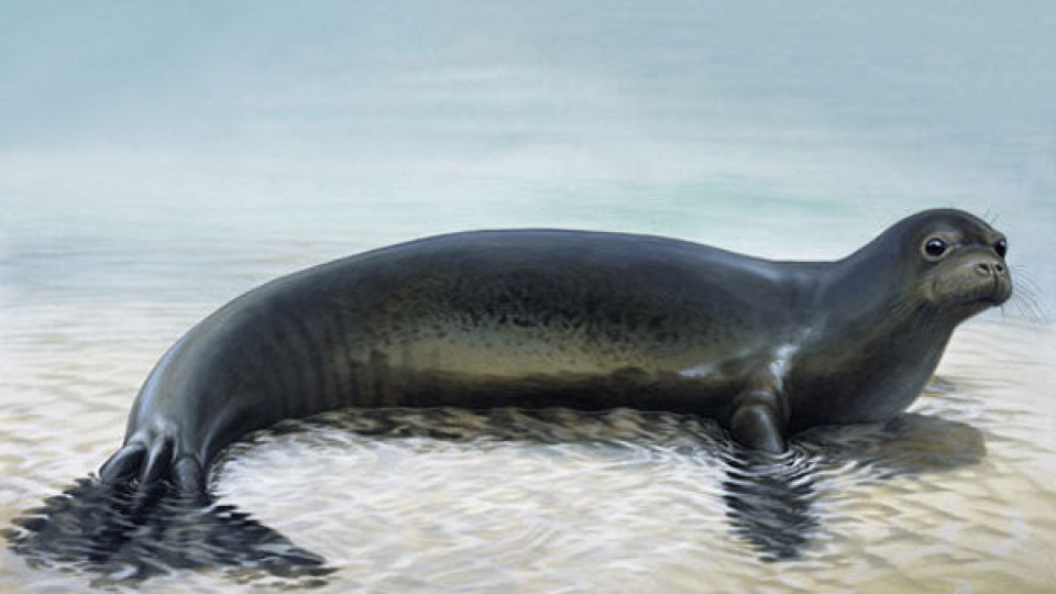Тюлен всява смут по Елба | StandartNews.com
