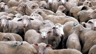 Станаха ясни изследванията от животните във Велинград