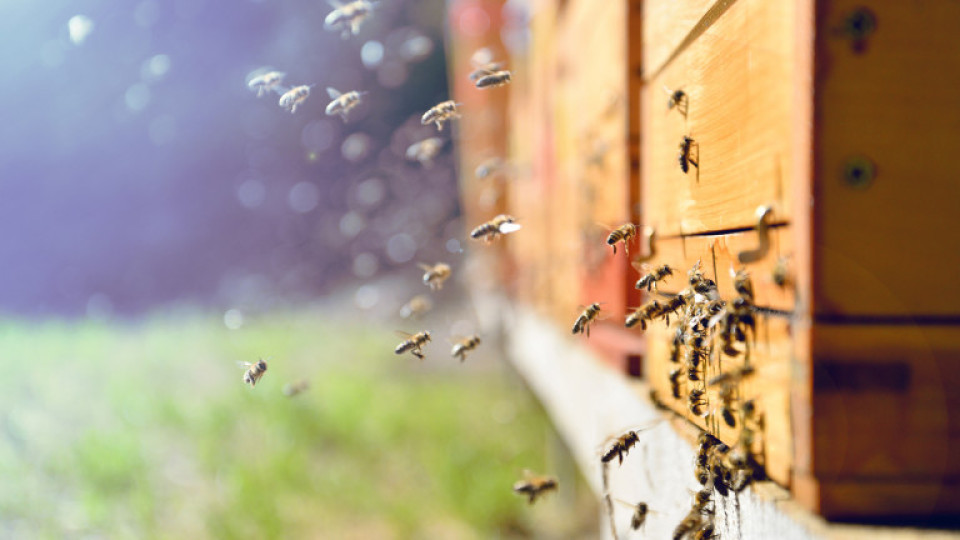 Пчеларите се надигат срещу пестицидите | StandartNews.com