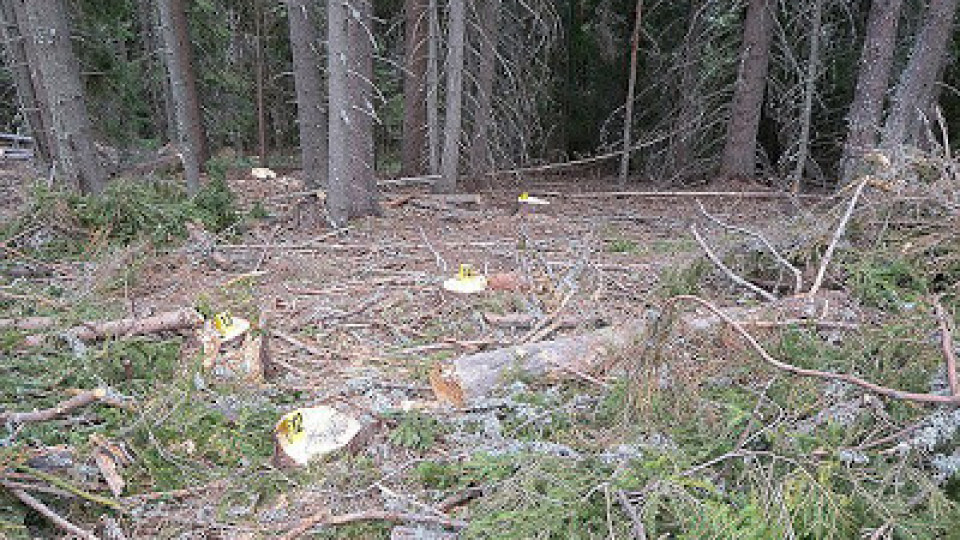 Отсякоха 303 немаркирани  дървета  в  Кирковско | StandartNews.com