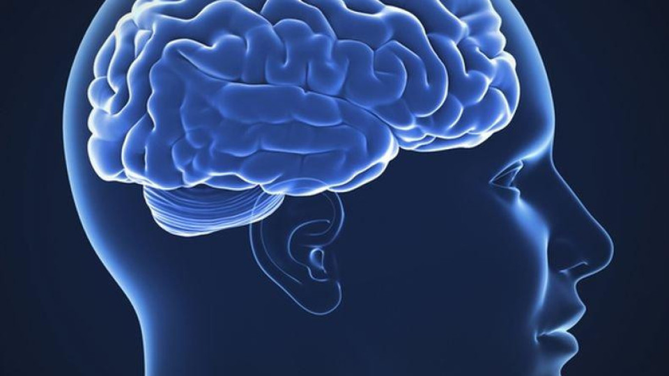 Увреждаме ли мозъка с преяждане? | StandartNews.com