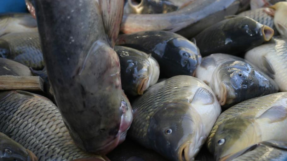 Започват проверки на търговците на риба | StandartNews.com
