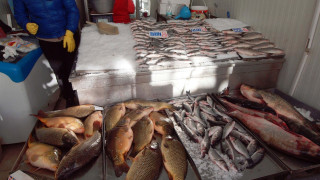 Няма нарушения при търговците на риба за Никулден