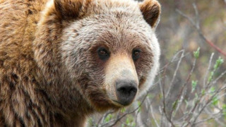 Мечка нахълта в царския дворец в Боровец