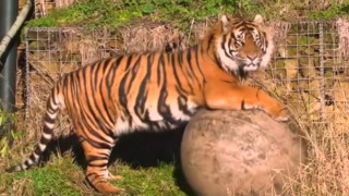Суматрански тигър уби фермер в Индонезия