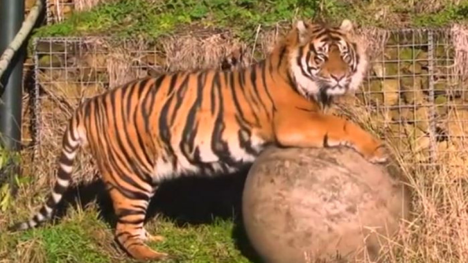 Суматрански тигър уби фермер в Индонезия | StandartNews.com
