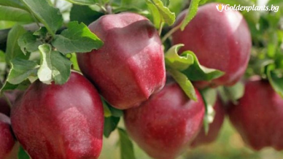 Червените ябълки изчезват | StandartNews.com