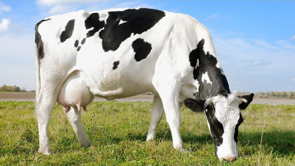 Кравите били по-опасни от автомобилите | StandartNews.com