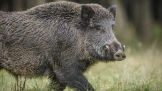 Забраняват лов заради чума по свинете