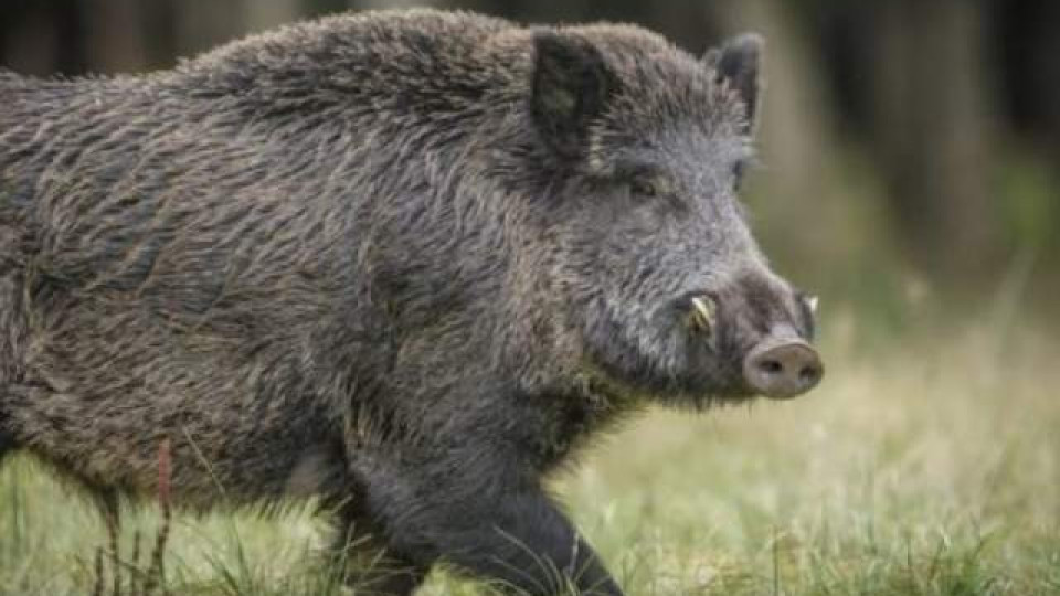 Забраняват лов заради чума по свинете | StandartNews.com