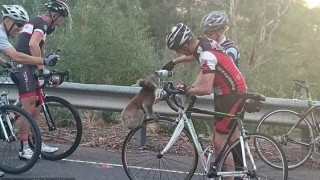 Жадна коала спря група колоездачи за вода
