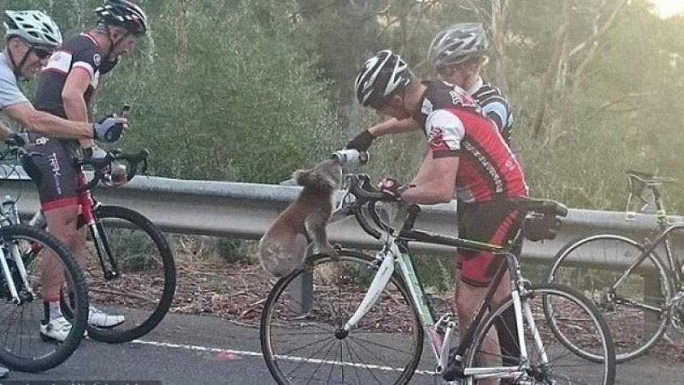 Жадна коала спря група колоездачи за вода | StandartNews.com