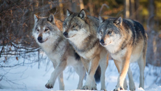 Вълци тревожат жителите на Болярово