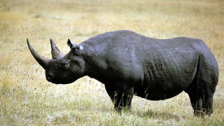 Почина най-старият женски черен носорог в света