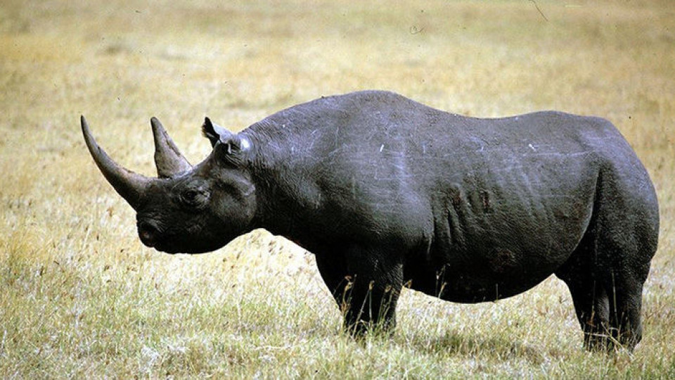 Почина най-старият женски черен носорог в света | StandartNews.com