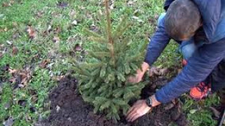 Русе ще има своя коледна гора