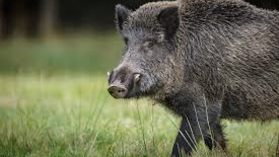 Удължават срока за лов на диви свине | StandartNews.com
