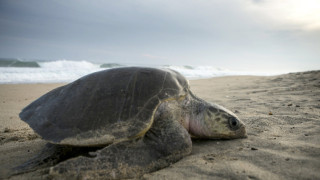 Морските костенурки изчезват