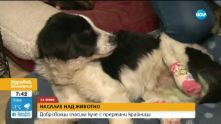 Доброволци спасиха куче с отрязани крайници