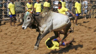 Състезание с бикове в Индия взе жертва