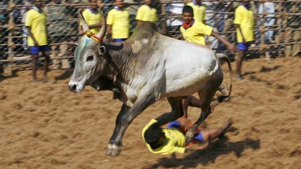 Състезание с бикове в Индия взе жертва | StandartNews.com