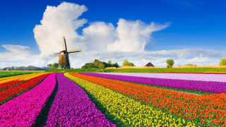 Нидерландия открива сезона с Ден на лалето