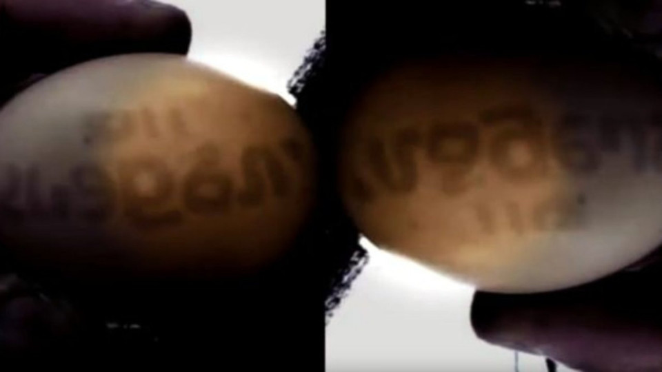 Яйце вещае края на света | StandartNews.com