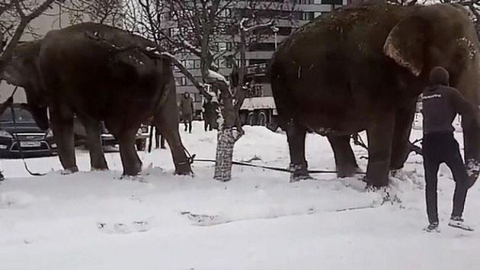 Циркови слонове избягаха, търкалят се в снега | StandartNews.com