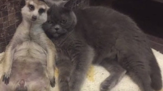 Коте и сурикат с неочаквано приятелство