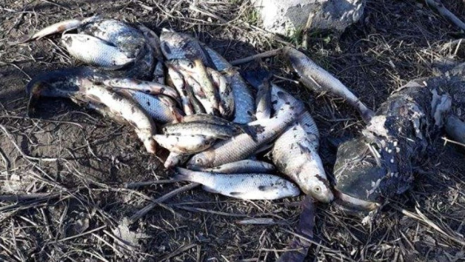 Обвинение и 100 000 лв глоба за фирмата-убиец на рибата | StandartNews.com