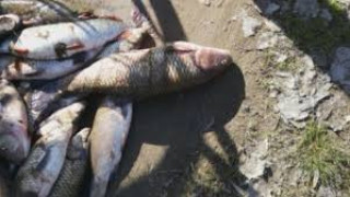 Два вида пестициди отровили рибата в Марица