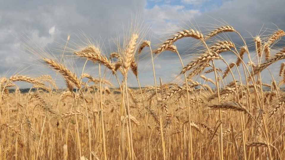 Очаква се слаба реколта от пшеницата | StandartNews.com
