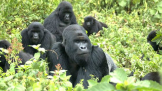 Мълния уби 4 планински горили в Уганда