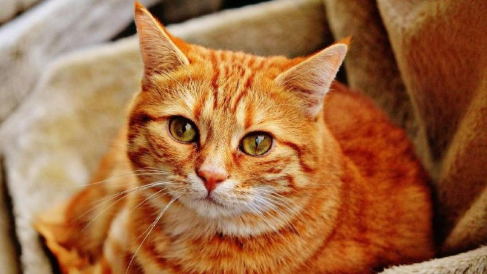 Котка спаси възрастната си стопанка от смърт в пожар | StandartNews.com