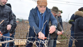 Зарязаха лозята на „Бонония естейт“ ООД