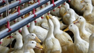 Огнище на птичи грип откриха в Раковски