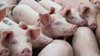 Нови огнища на чума по свинете у нас