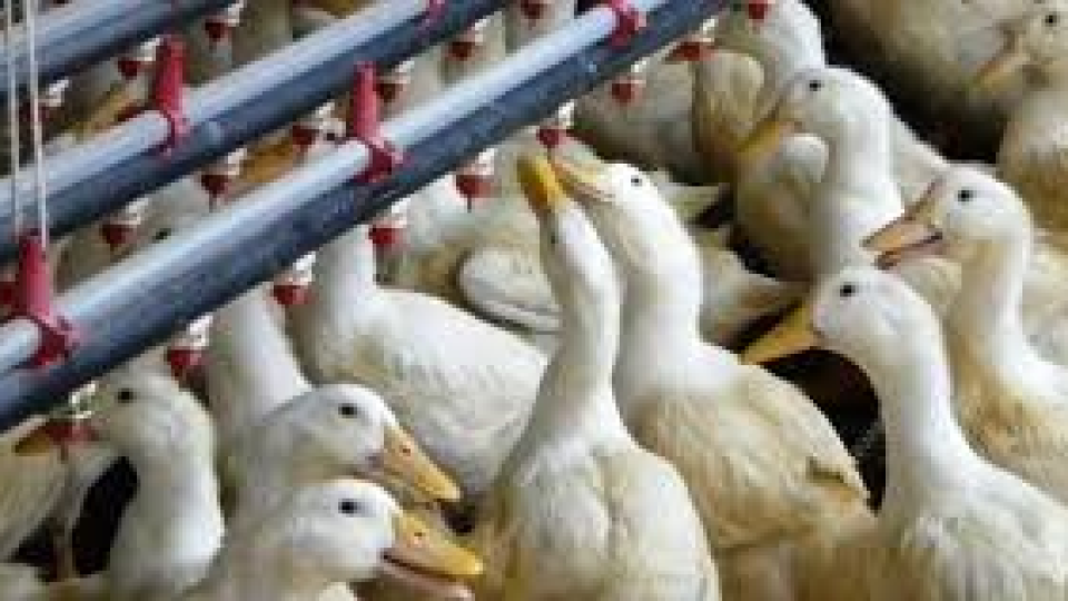 Птичият грип ударил ферма на наркотрафиканти | StandartNews.com