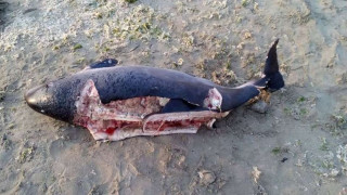 Мъртви делфини стреснаха френското крайбрежие