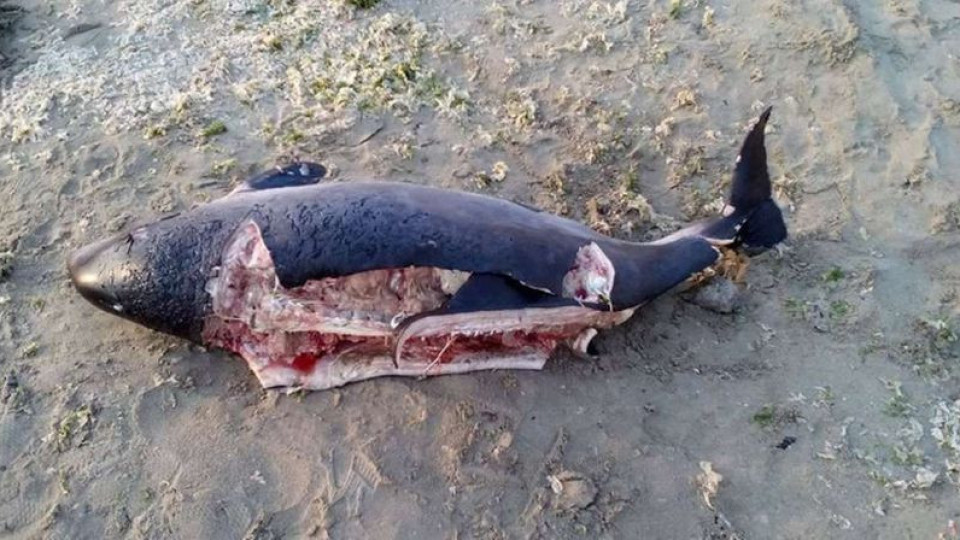 Мъртви делфини стреснаха френското крайбрежие | StandartNews.com