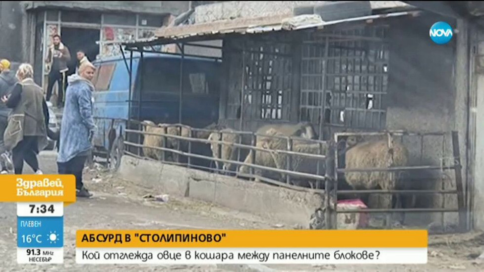 Овце блеят насред Пловдив | StandartNews.com