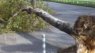 Вятърът изкорени дървета