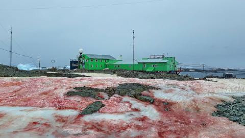 Кървавочервен сняг стресна антарктици | StandartNews.com