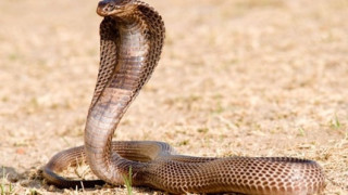 Спасиха бременна жена от 4-метрова кобра