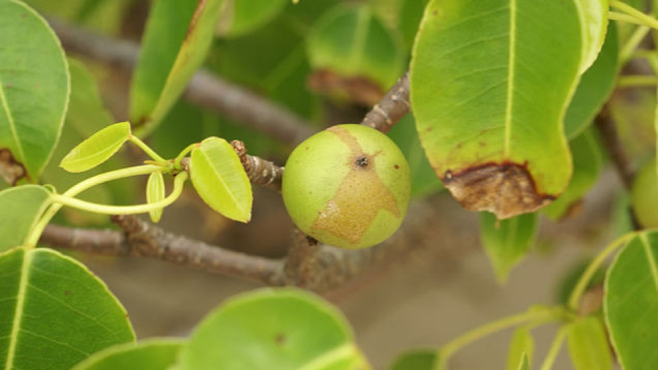 Вижте най-отровната ябълка в света | StandartNews.com
